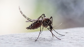 Costa Rica registra un aumento del 18% en casos de dengue en 2026 y supera los 2,400 contagios