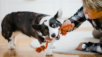 Un perro McNab de pelaje brindle y blanco con ojos ámbar tira de un juguete de cuerda naranja que una persona sostiene. Se ve un suelo de madera y una alfombra clara