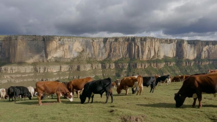 La leche de vacas alimentadas con diversidad funcional mostró más compuestos ligados a la quema de grasa, la producción de glóbulos rojos y neurotransmisores, y menos sustancias asociadas a enfermedad cardíaca y demencia (Magnific)