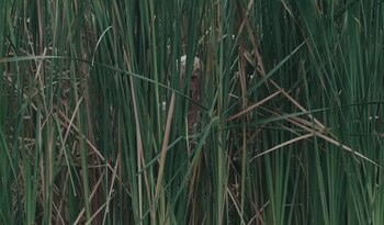 (Estas son las mejores producciones