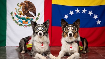 Los 22 perros rescatistas mexicanos en Venezuela: de los hijos de Athos a Arkadas, el legado de Proteo