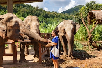 Santuarios de elefantes (Adobe Stock).