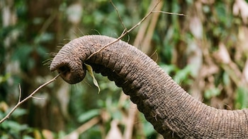 El secreto de la trompa del elefante no era la fuerza: estaba en sus casi mil bigotes sensoriales