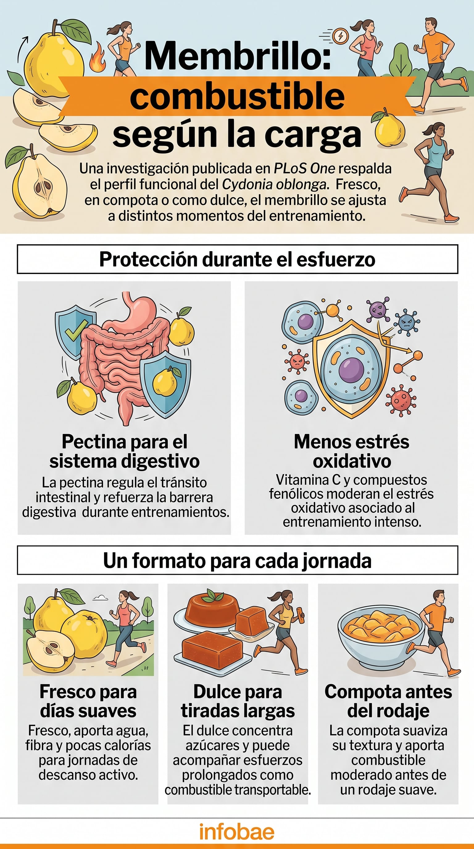 El membrillo ofrece distintos aportes nutricionales adaptados a la intensidad de cada entrenamiento mediante preparaciones frescas, en dulce o en compota. (Imagen Ilustrativa Infobae)