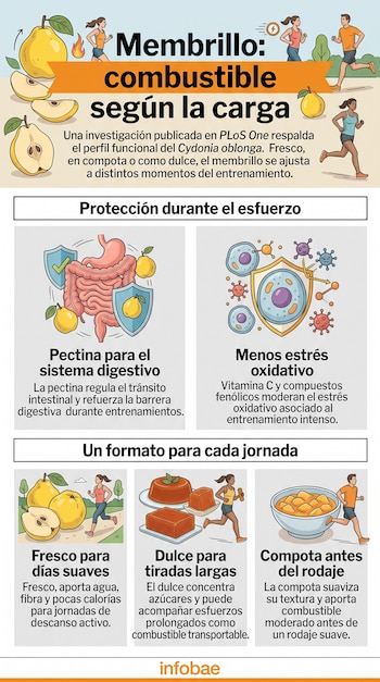 Infografía con dibujos de membrillos, personas corriendo, preparaciones de dulce y compota, y cuadros con texto explicativo.