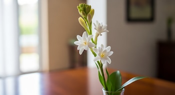 Primer plano de un tallo de nardo con varias flores blancas abiertas y brotes verdes en un jarrón de vidrio sobre una mesa de madera, dentro de una casa.