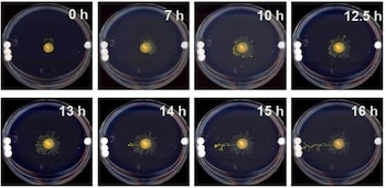 Esta serie de fotografías de
