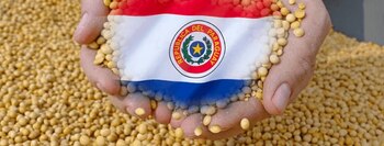 La soja paraguaya termina mayormente