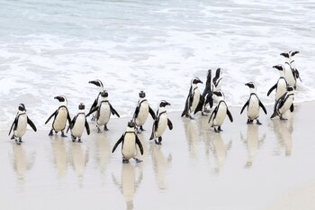 En Boulders Beach, una colonia