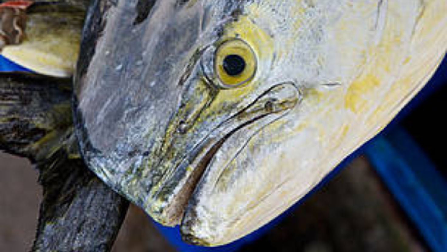 La pesca del perico suele desarrollarse entre el 1 de octubre y el 30 de abril, según lo dispuesto por la Resolución Ministerial N.° 245-2014-PRODUCE.