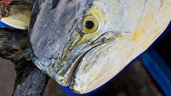 Estados Unidos restringirá desde 2026