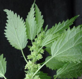 Chichicastle es un excelente auxiliar