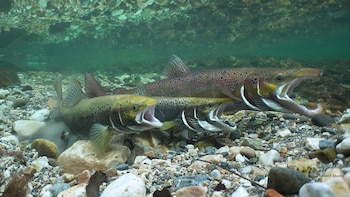 Salmones atlánticos. (SIBIC)