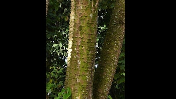 Conocida por sus propiedades medicinales,