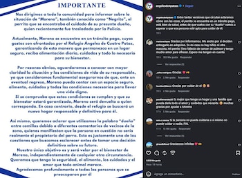 Perro Mendoza