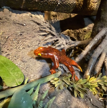 Dos estudiantes identificaron una nueva especie de protoanfibio y la nombraron en honor a sus madres