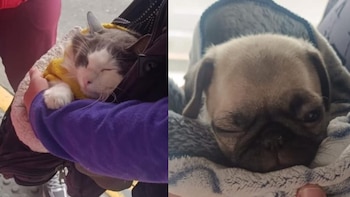 Policía rescató un gato y dos perros que eran explotados por sus cuidadores para pedir limosna en Transmilenio