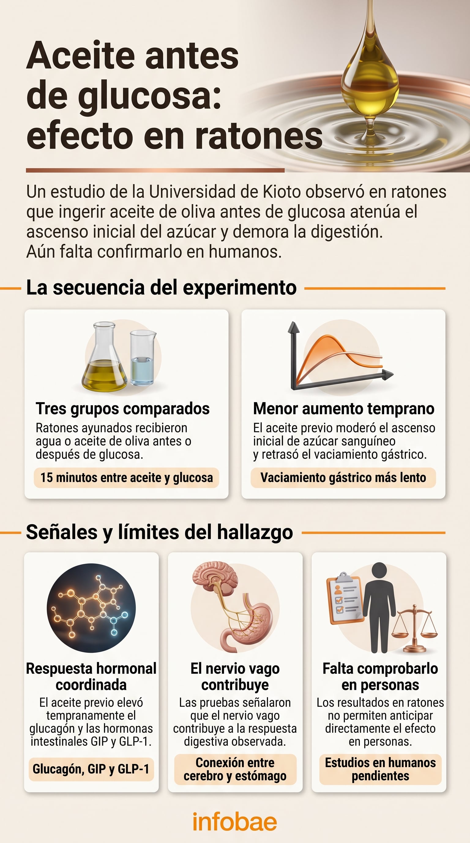 La ingesta previa de aceite de oliva retrasa el vaciamiento gástrico y reduce la velocidad con la que los azúcares llegan al intestino (Imagen Ilustrativa Infobae)
