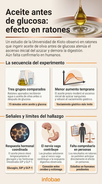Infografía con ilustraciones de matraces, un gráfico de líneas, una estructura molecular, un estómago y texto explicativo en español.