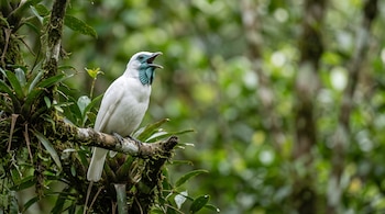 Pájaro de plumaje blanco y garganta azul verdosa con el pico abierto sobre una rama musgosa rodeada de vegetación.