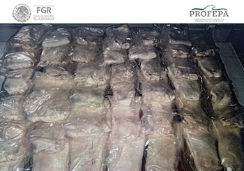 Tráfico de buches de totoaba en Sonora