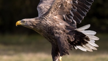 Las águilas de cola blanca