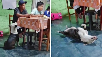 El talento actoral del perro