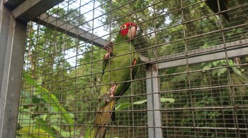 Este problema de conservación global