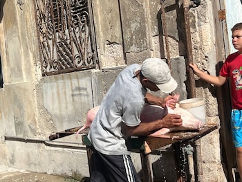 Crisis en Cuba - Vecinos prepaean un cerdo en la vereda