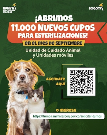 El programa Corta a tiempo busca fortalecer la tenencia responsable y el bienestar animal con cirugías para canes y felinos machos y hembras - crédito Idpyba