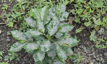 Primer plano de una planta de hojas verdes cubiertas de polvo, en un suelo oscuro con pequeñas plantas verdes alrededor