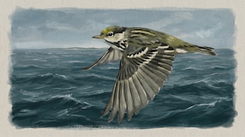 Ilustración de un ave con plumaje verde oliva, amarillo y blanco en vuelo, con alas extendidas, sobre un mar oscuro con olas y un cielo nublado.