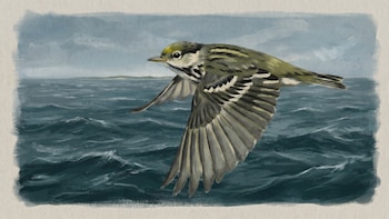 Se reveló el enigma migratorio de un pájaro de 12 gramos que desafió a la ciencia durante décadas