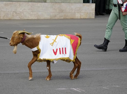 Babieca, la cabra que desfila en la Fiesta Nacional.