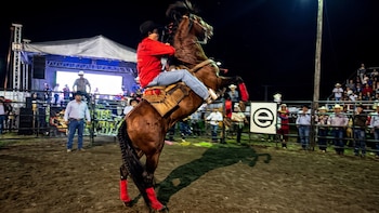 Investigan muerte de caballo en jaripeo promovido por el gobierno municipal morenista