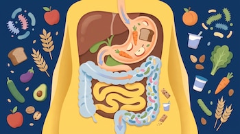 Ilustración del sistema digestivo humano con estómago, intestino delgado y grueso, rodeado de alimentos como frutas, verduras, granos, yogur y bacterias.