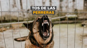 Tos de las perreras: una enfermedad terriblemente contagiosa