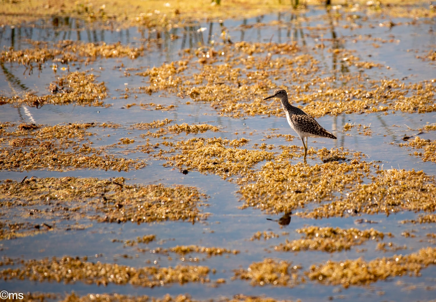 Doñana alberga más de 400 especies de aves a lo largo del año. (Espacio Natural de Doñana)