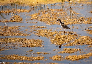 Doñana alberga más de 400 especies de aves a lo largo del año. (Espacio Natural de Doñana)