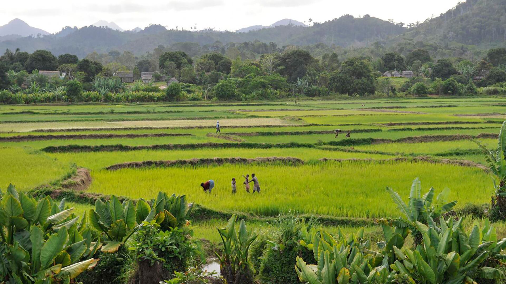 El cambio climático y la fragmentación del hábitat en Madagascar favorecieron el aislamiento y la evolución de nuevas especies de lémures/David Haring