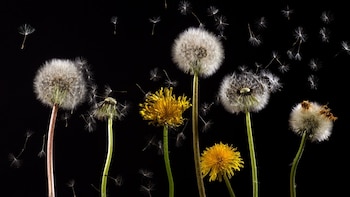 El diente de león, en