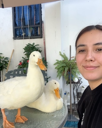 Una creadora de contenido explicó por qué estos animales necesitan atención constante y condiciones especiales para vivir adecuadamente.