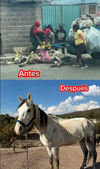 “Apolito” es un caballo de