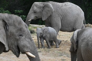 Nacen 4 Elefantes en Pueblña