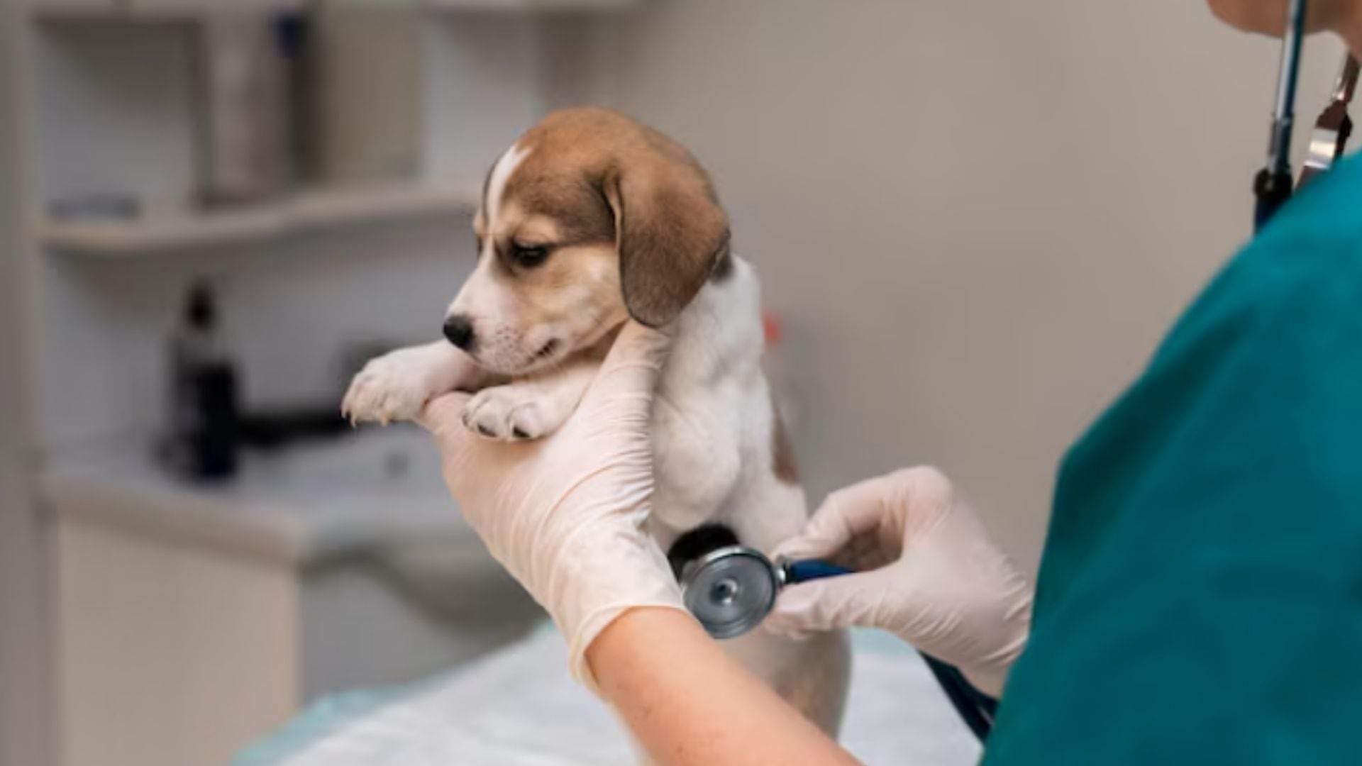 Campaña veterinaria gratis para este 24 de julio: ¿Dónde y qué servicios están disponibles?