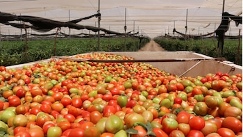 Un contenedor blanco lleno de tomates recién cosechados, la mayoría rojos y verdes, dentro de un invernadero con hileras de plantas de tomate al fondo