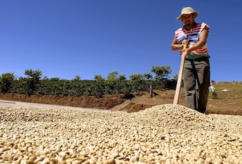Los cafetaleros también sienten el peso de la coyuntura. Según el Instituto del Café de Costa Rica, la cotización del café arábica en la Bolsa de Nueva York se desplomó de USD 440 por quintal en octubre de 2025 a USD 290 en abril de 2026. REUTERS/Juan Carlos Ulate JCU