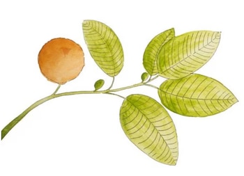 La propiedades medicinales del ojoche