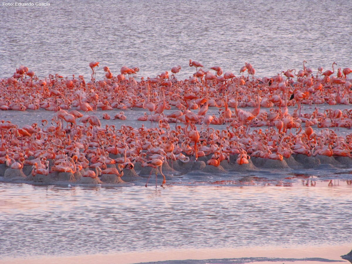 El flamenco rosado del Caribe es la especie que distingue a las reservas de biosfera del norte de Yucatán.
(Foto: Gobierno de México)