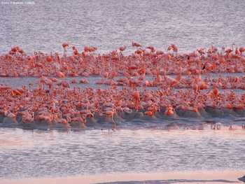 El flamenco rosado del Caribe es la especie que distingue a las reservas de biosfera del norte de Yucatán.
(Foto: Gobierno de México)